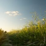 Countryside - Close-Up Photo of Grass Field