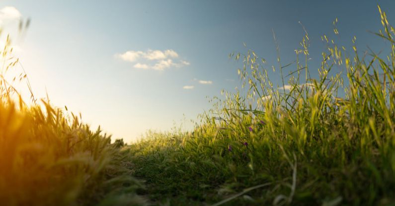 Countryside - Close-Up Photo of Grass Field