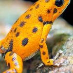 Spots - Orange and Black Frog