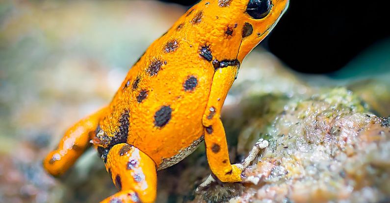 Spots - Orange and Black Frog