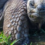 Species - Closeup Photo of Galapagos Tortoise