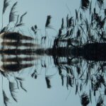 Waters - Grass in Water Reflection