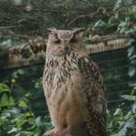 Zoos - A large owl sitting on a rock in a cage