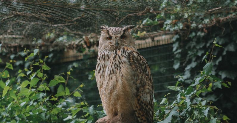 Zoos - A large owl sitting on a rock in a cage