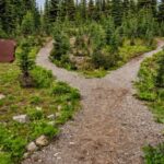 Trails - Photo of Pathway Surrounded By Fir Trees