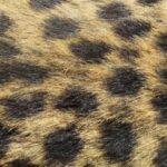 Spots - Brown and Black Textile